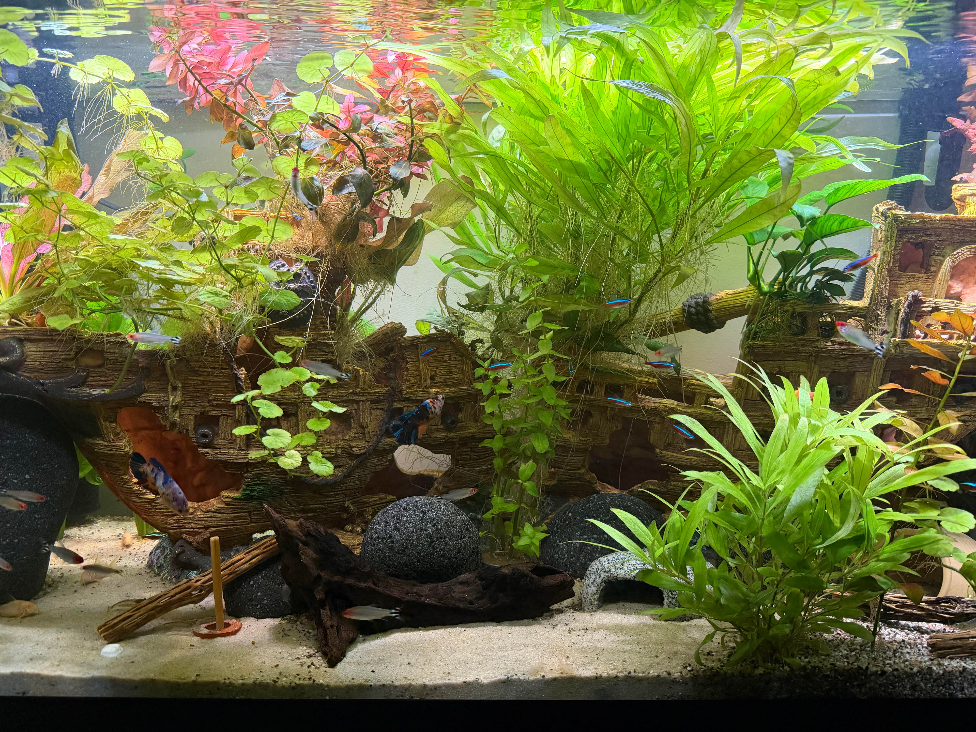Glass Garden Aquatics planted display