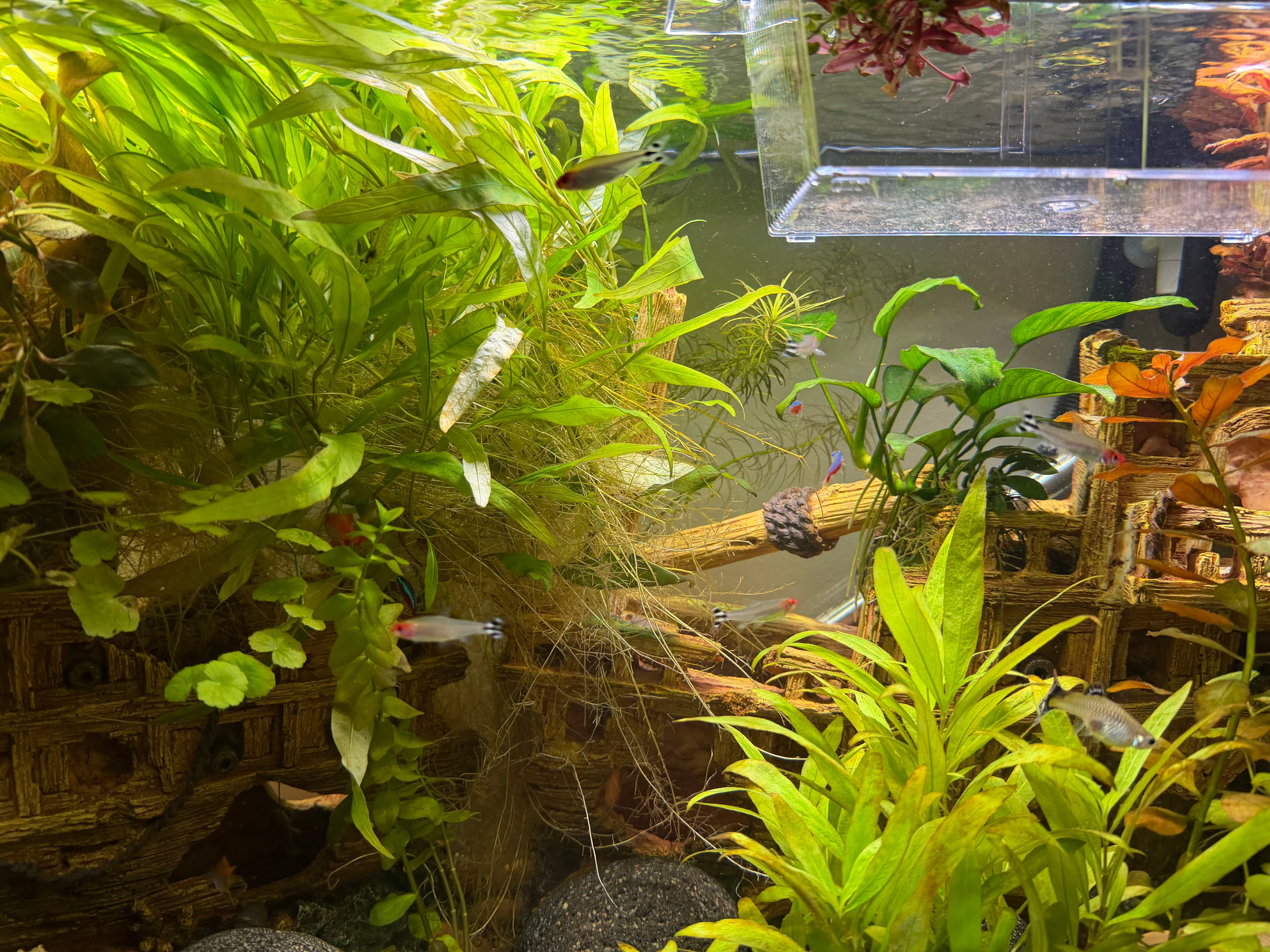Planted community tank