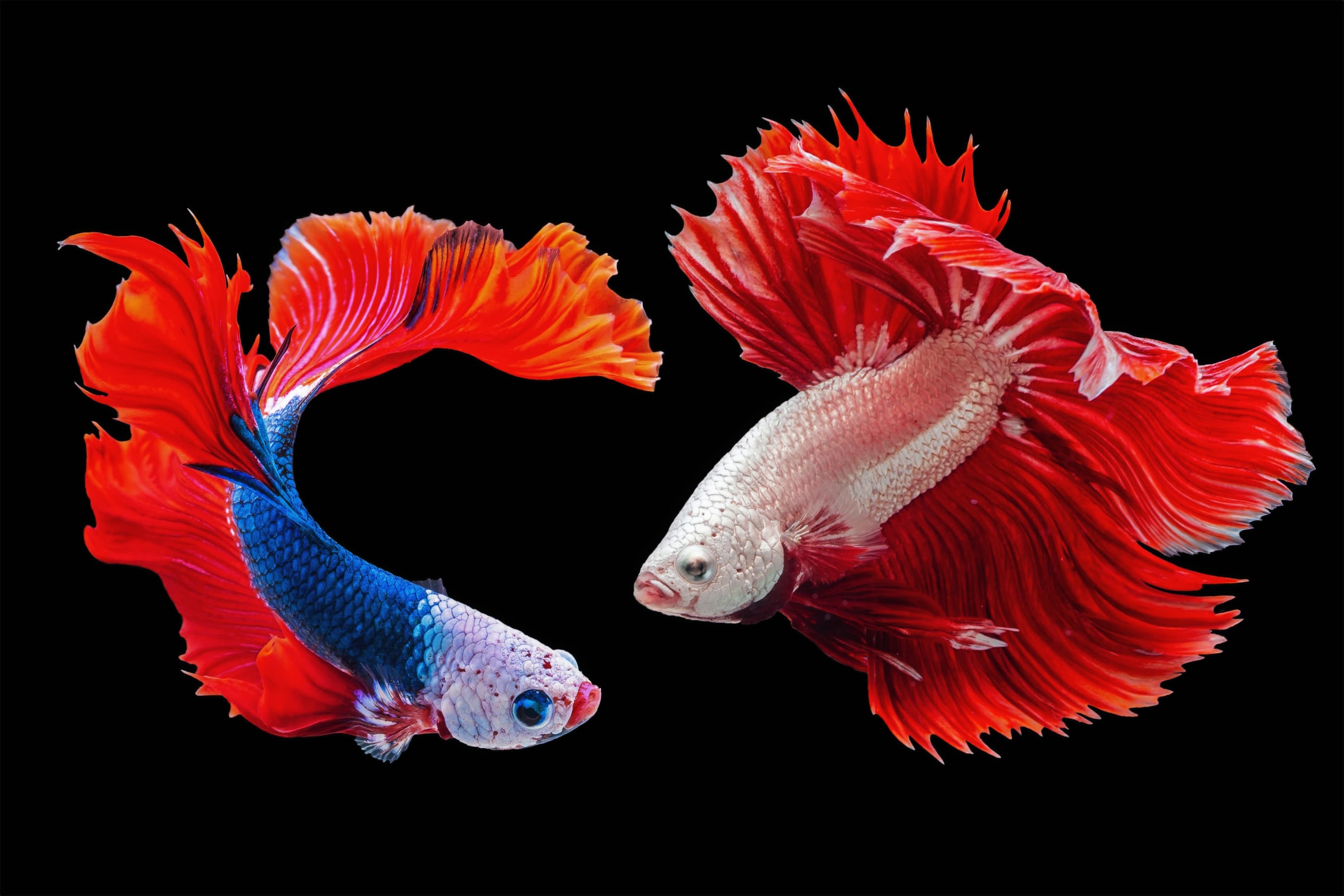Betta Splendens pair