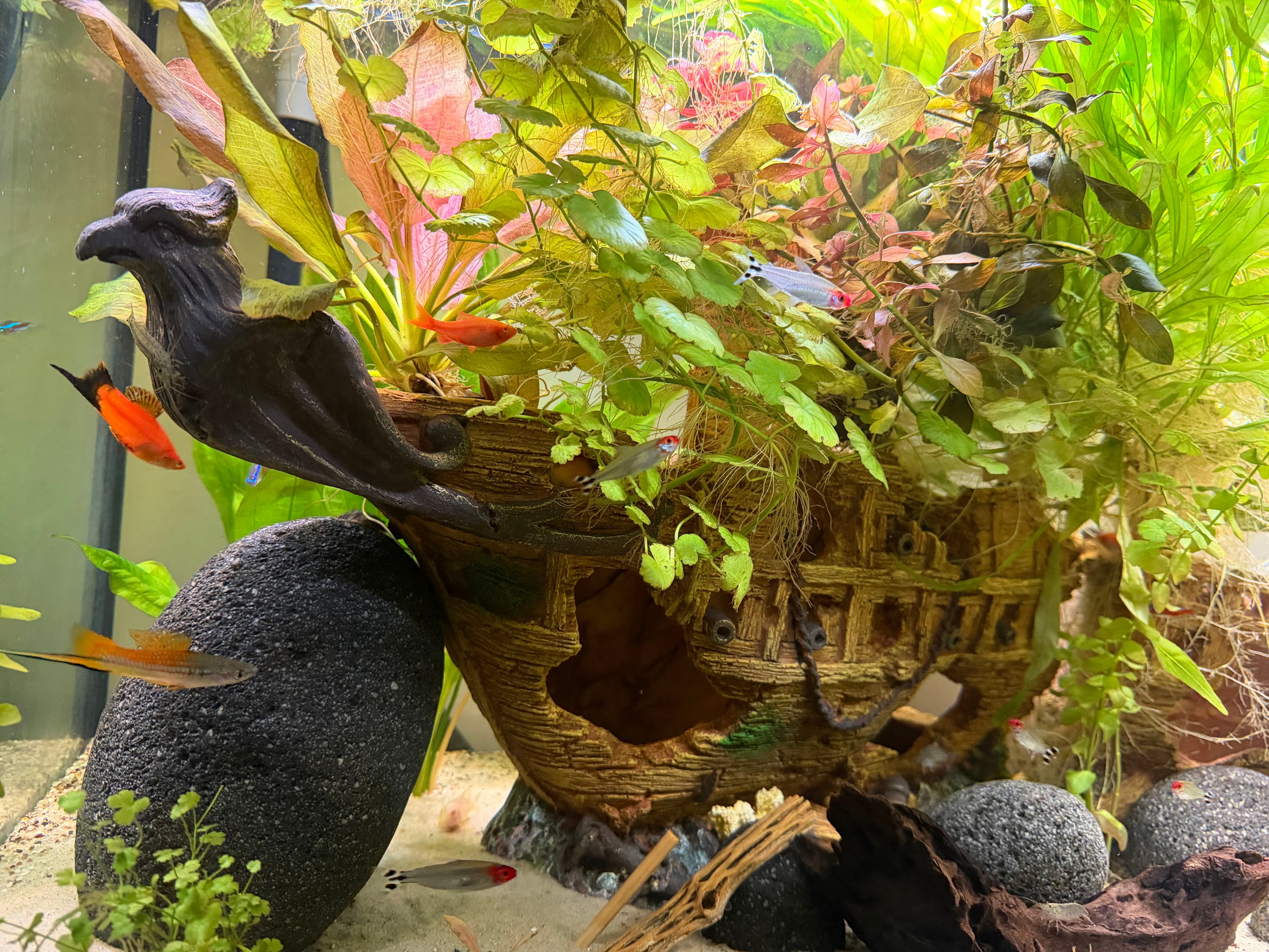 A planted display