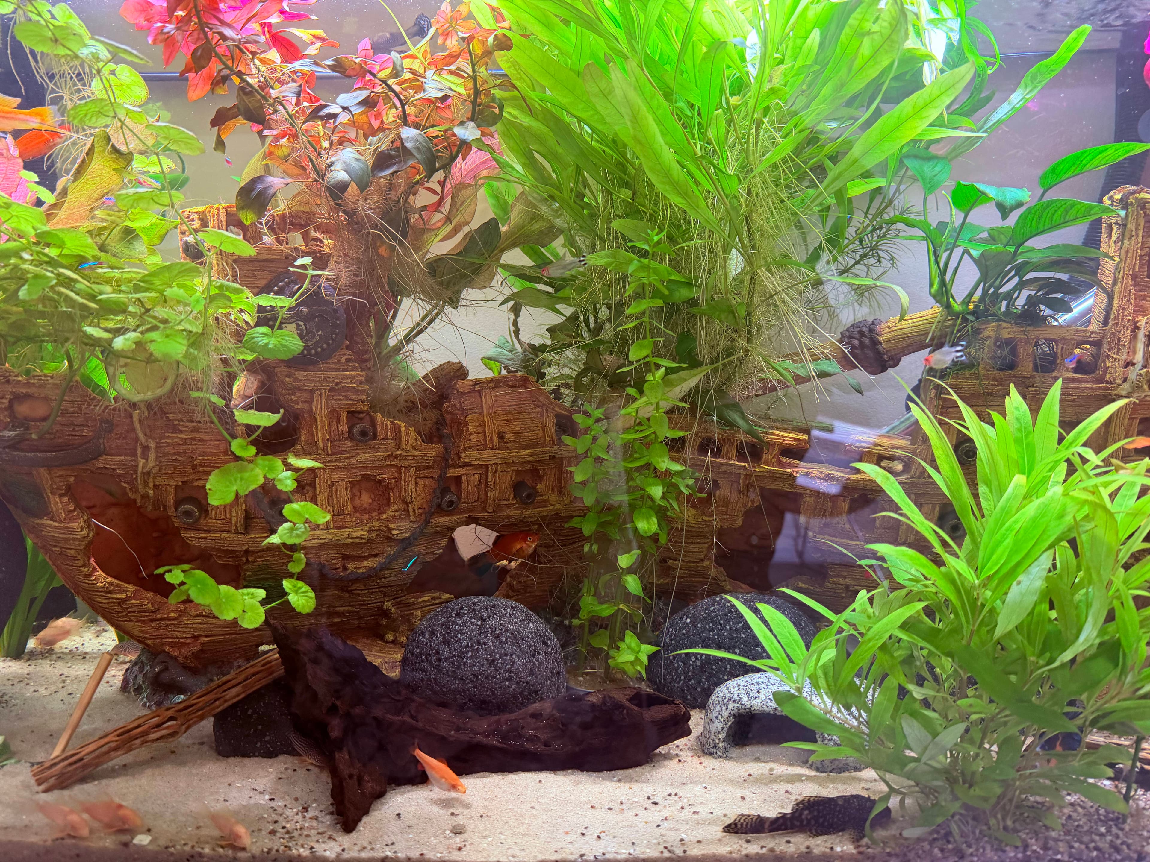 Planted community aquarium