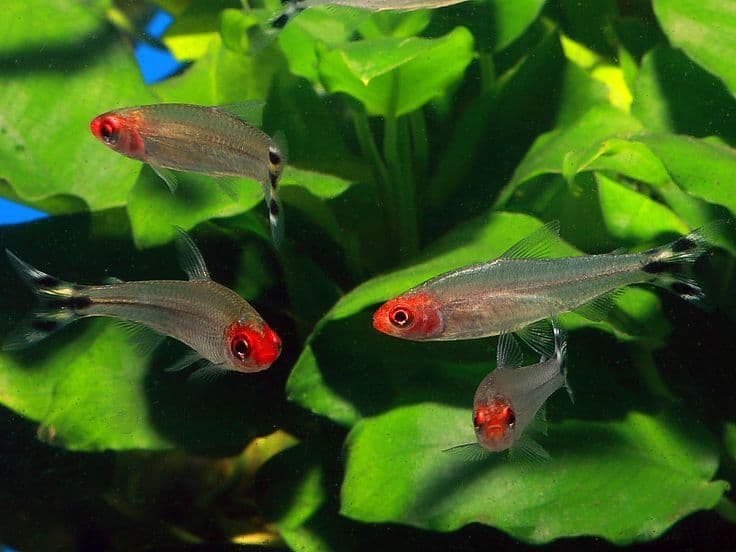 Rummynose Tetra