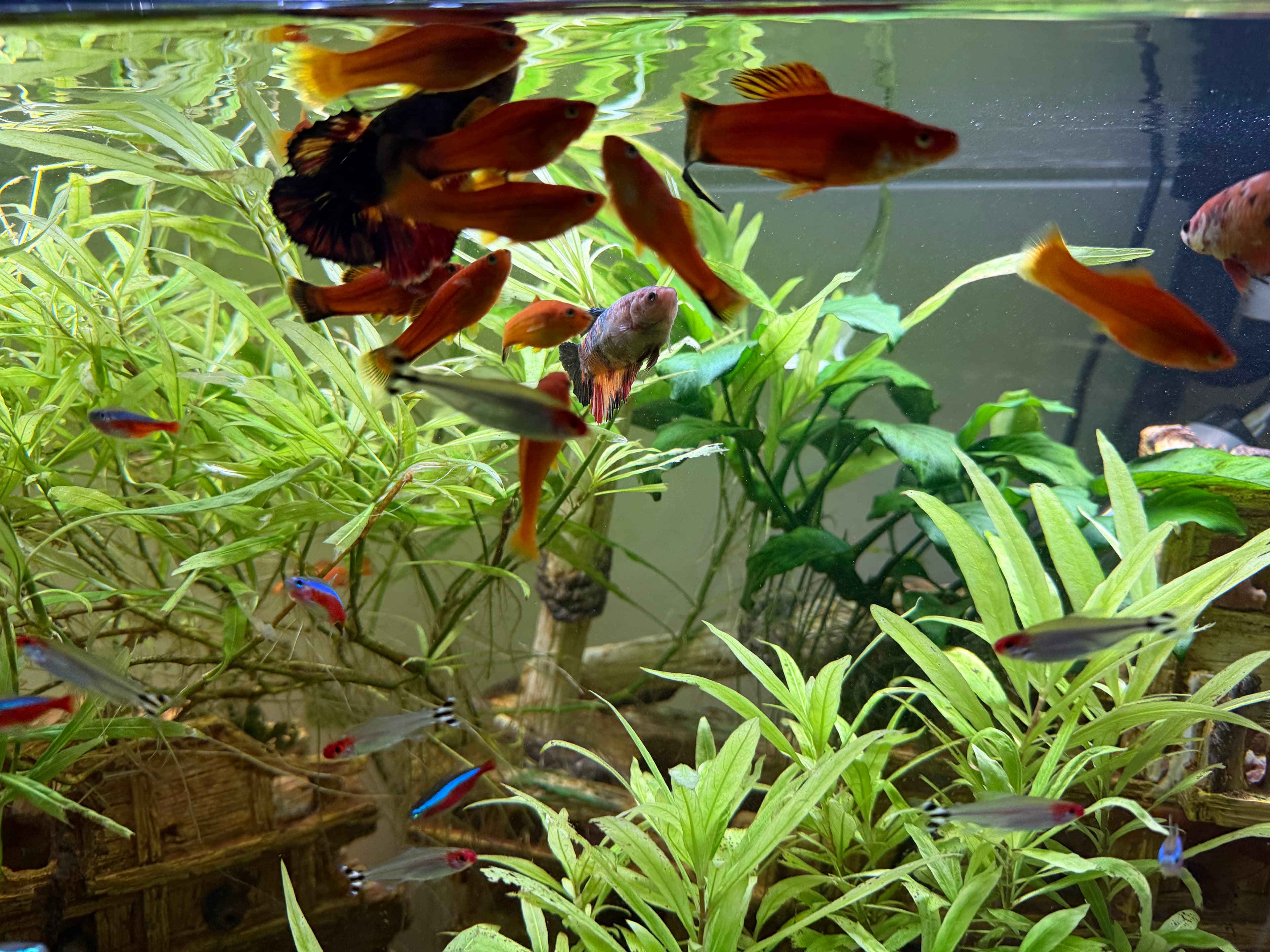 Lush aquatic plants